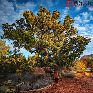 国产亚洲视频中文字幕97精品
